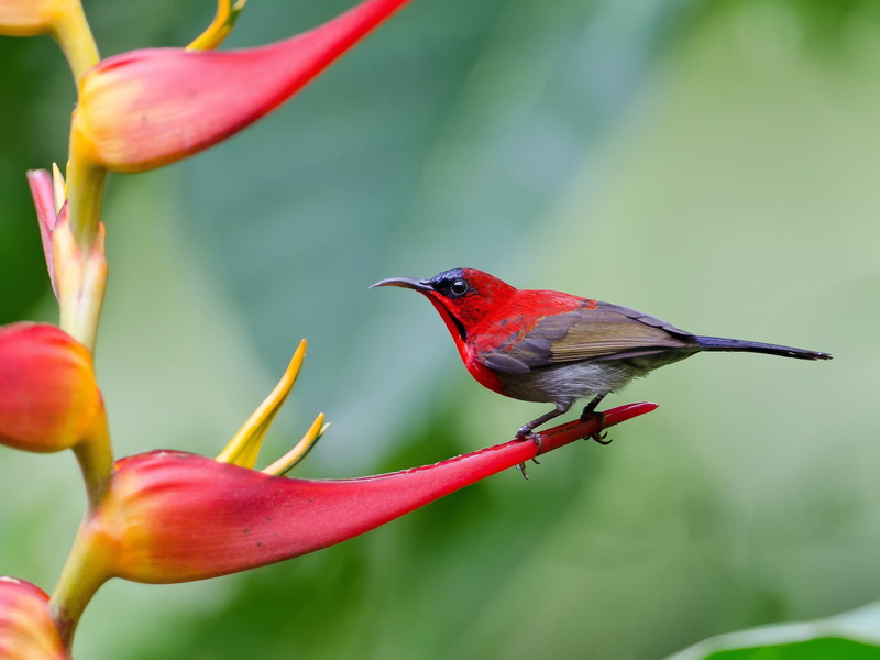 flowers, 1080P, sharp, tailed, Blurred, Background, Sunbird
