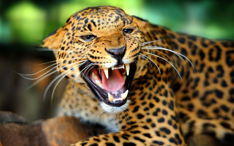 Sharp, 1080P, Features, Facial, Cheetah, Teeth