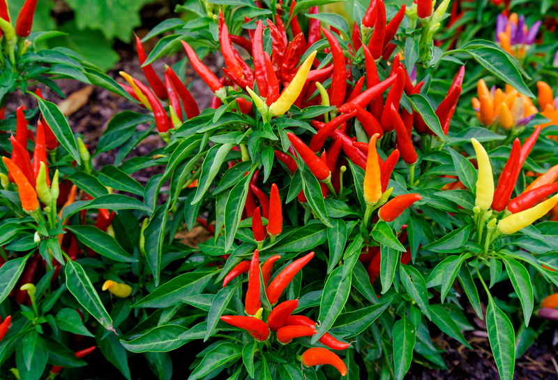 summer, close-up, botany, formal Garden, beauty In Nature, garden bed, plant, vulnerability, backgrounds, chile, red, petal, pepper, outdoors, leaf, flower