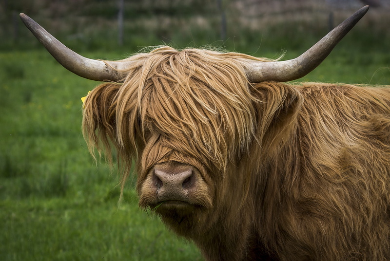 pasture, brown, scotland, graze, no people, cow, domestic, hair, highland cattle, highlandrind, horns, animal hair, fur, horned, one animal, animal, domestic cattle