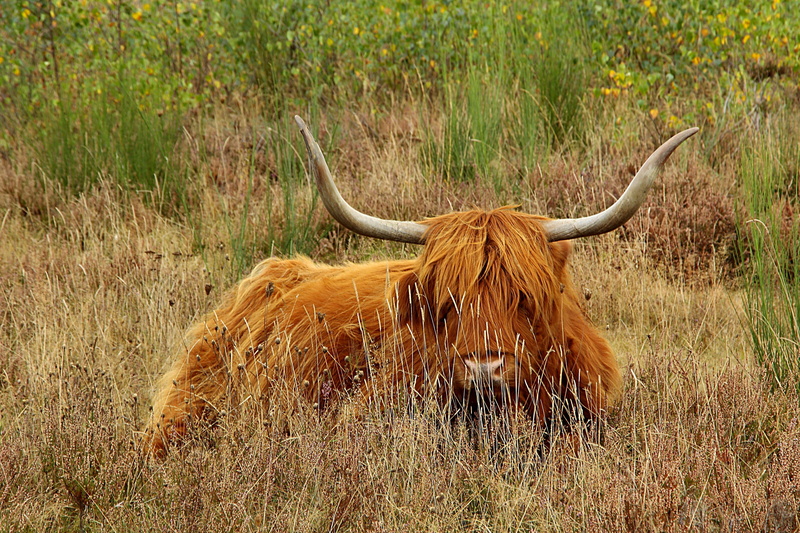 domestic cattle, horned, animal wildlife, highlander, domestic animals, day, Cow, no people, herbivorous, outdoors, highland cattle, hairy, shaggy, nature