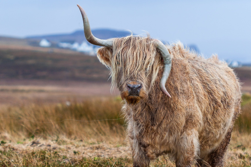 domestic animals, grass, field, looking, landscape, nature, livestock, mammal, horns, cow, bull, land, herbivorous, bull - Animal, meadow, mountain, horned