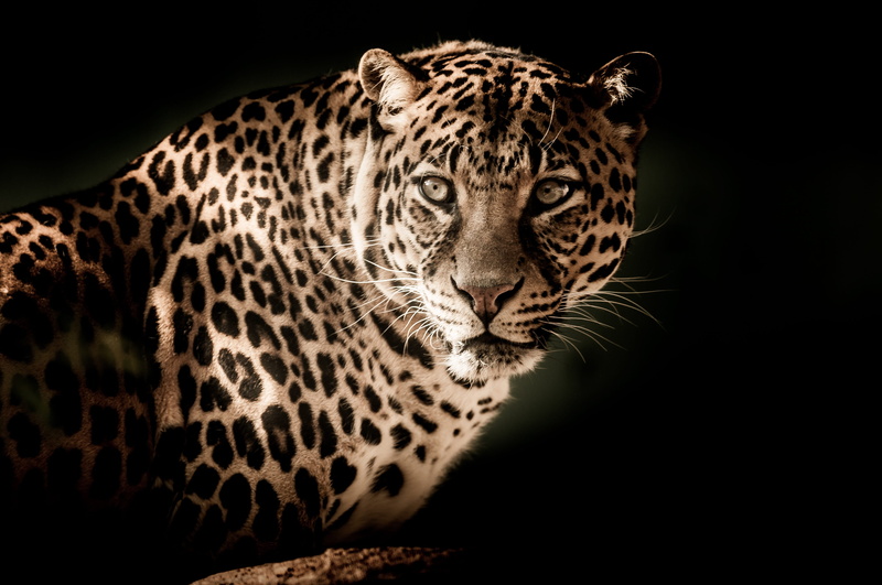 looking at camera, photo, dark, jaguar, animal wildlife, close-up, undomesticated cat, leopard, 4K, animal body part, one animal, portrait, eyes, animals in the wild