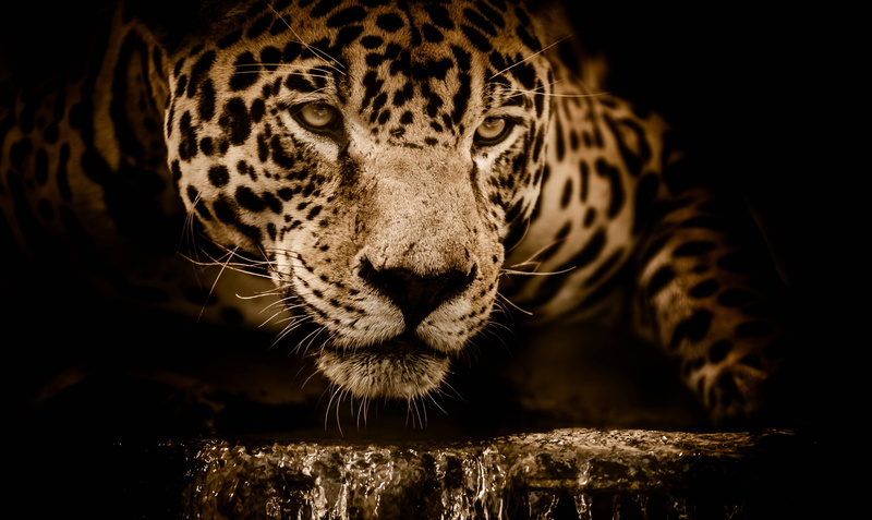 looking at camera, animal head, nature, carnivore, cat, animal markings, jaguar, focus on foreground, feline, 4K, animal themes, black background, close-up