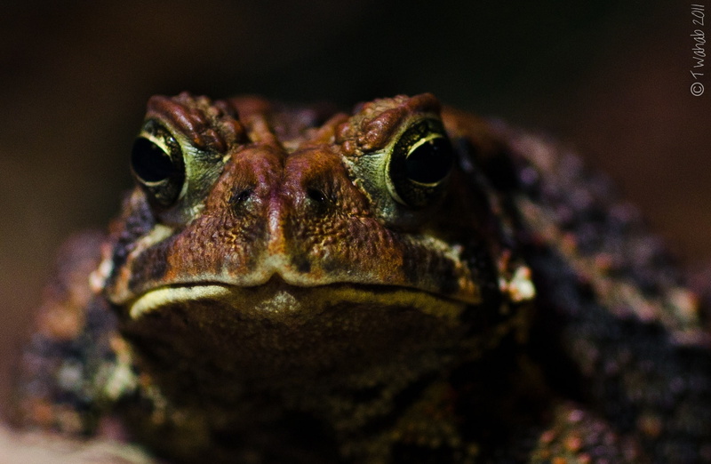 animal, animalplanet, animal mouth, one animal, jabba, nikon, animal head, Frog, eye, Grumpy, animal eye, close-up, lizard, animals in the wild, americantoad