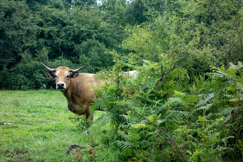 herbivorous, 5K, green color, color, day, field, animal, domestic animals, no people, nature, flower, vertebrate, growth, outdoors, tree, land, plant