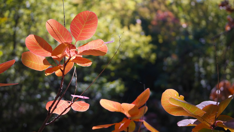 nature, growth, petal, leaves, color, flower, tree, leaf, flower head, day, fragility, freshness, 5K, red, plant, ornamental garden, flowering plant, in the fall of