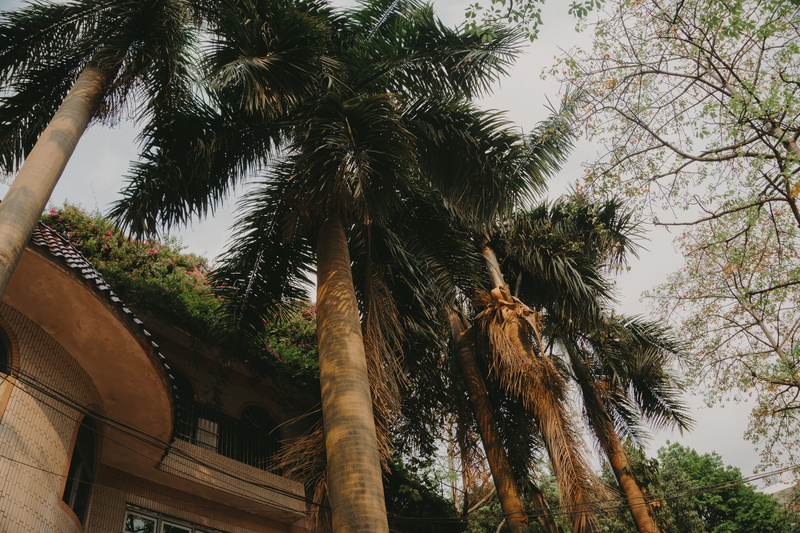 darkness, building, beach, no people, glass items, wood, daylight, growth, tourism, treelined, china, tree, palm, low angle view, skies, mother nature