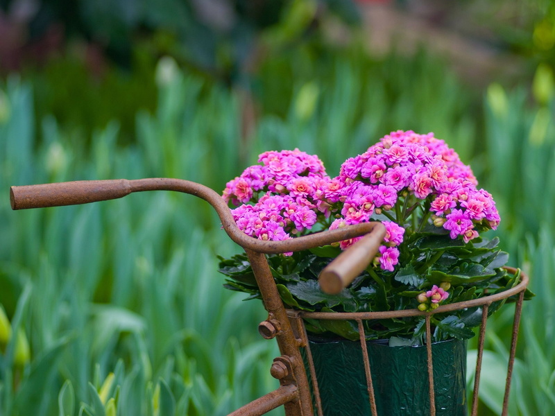 1080P, Flowers, Bike, Basket, Kalanchoe