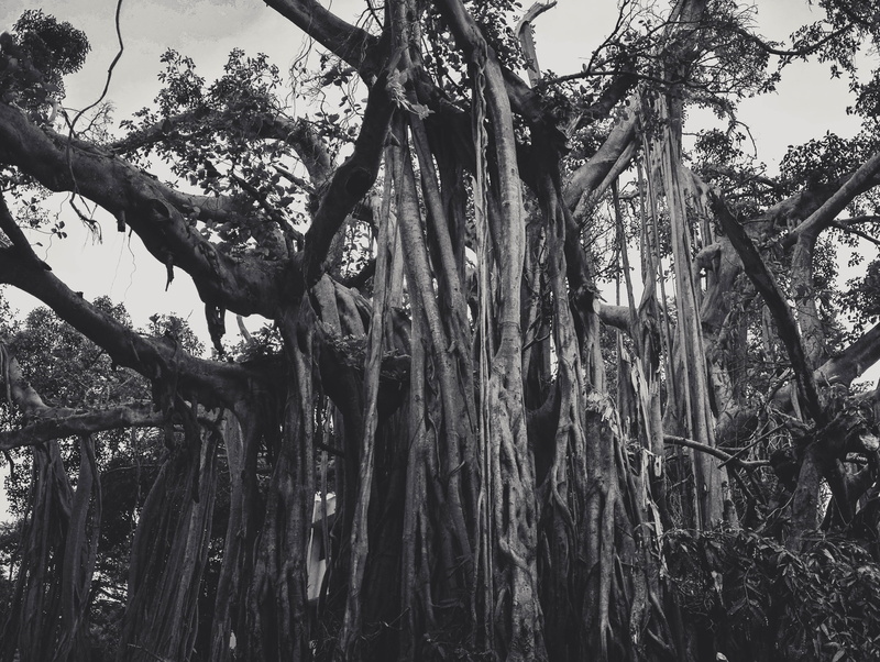 root, plant, tree, day, land, nature, tree trunk, tranquility, trunk, branch, outdoors, forest, no people, chennai, bark, india, environment, 4K, trees