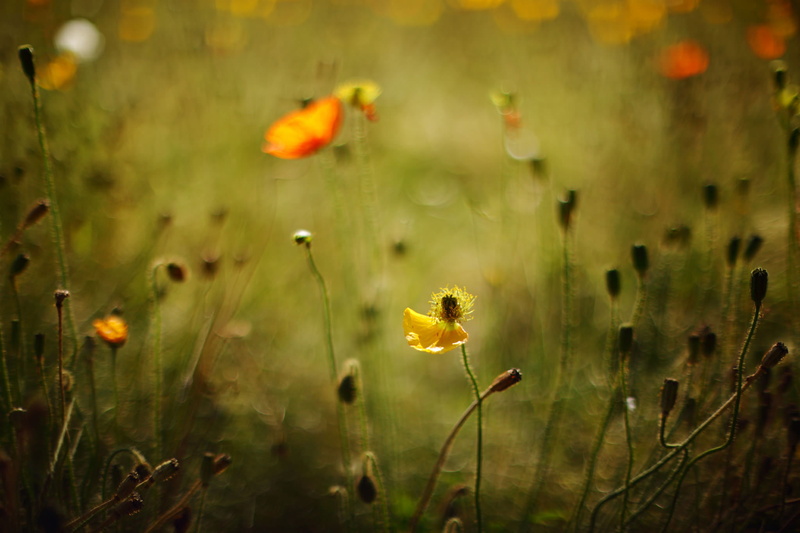 flower, meadow, plants, yellow, sunlight, grass, plant, Evening, outdoors, ポピ, close-up, bokeh, lens, Cycle, springtime, 1080P, light, nature, Poppy, summer