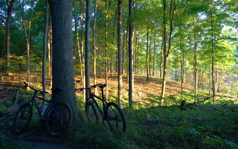 bicycle, tranquil Scene, light - Natural Phenomenon, tranquility, landscape, non-Urban Scene, scenics, beauty In Nature, cycling, trunk, footpath, two