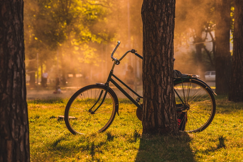 landscape, backgrounds, 4K, wheel, trunk, tree, old-fashioned, chopper, red, sunset, leaf, light, cycle, outdoors, orange Color, yellow, cycling, no People