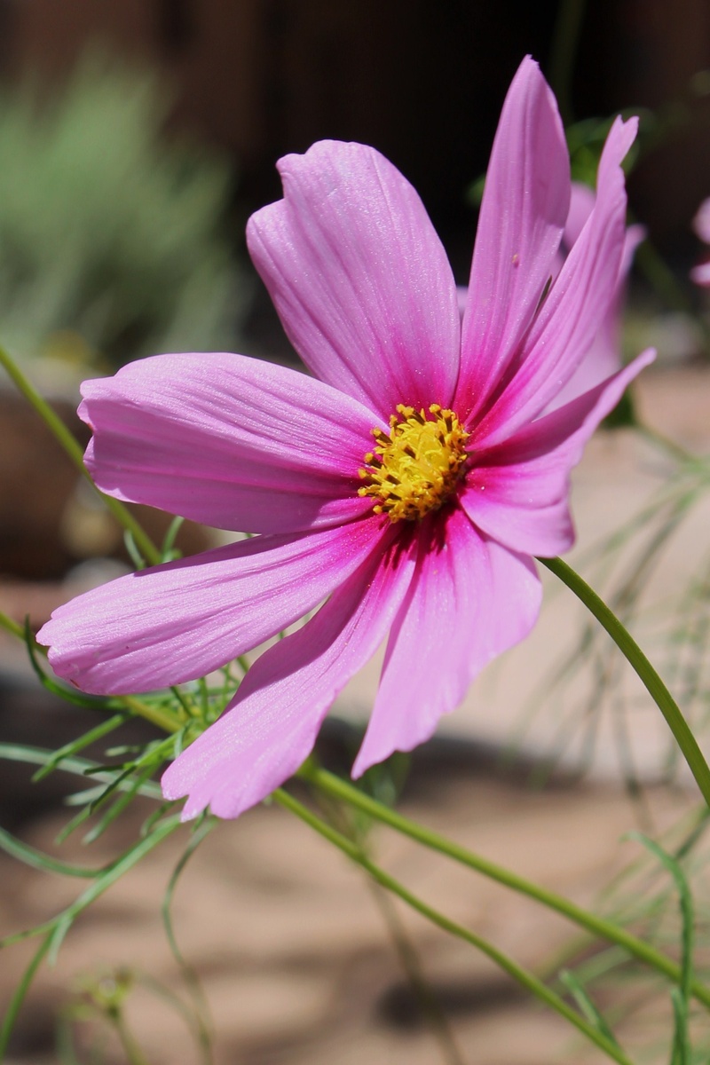 petal, plant, outdoors, 2K, life cycle, fragility, yellow, beauty in nature, growth, blossom, garden, bright, fresh, purple, beauty, flower, flourish