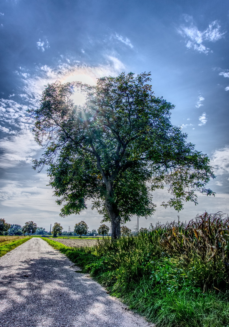tranquility, plant, away, grass, tree, the way forward, day, tranquil scene, diminishing perspective, contrast, 5K, back light, sky, corn, hdr, land, field