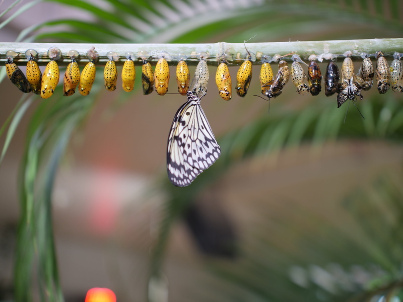 5K, selective focus, no people, caterpillar, vulnerability, day, wildlife, animal wildlife, focus on foreground, animal themes, leaf, outdoors, close-up