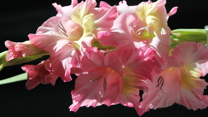 flowers, white, gladiolus, 4K, 3840x2160, pink, petaled