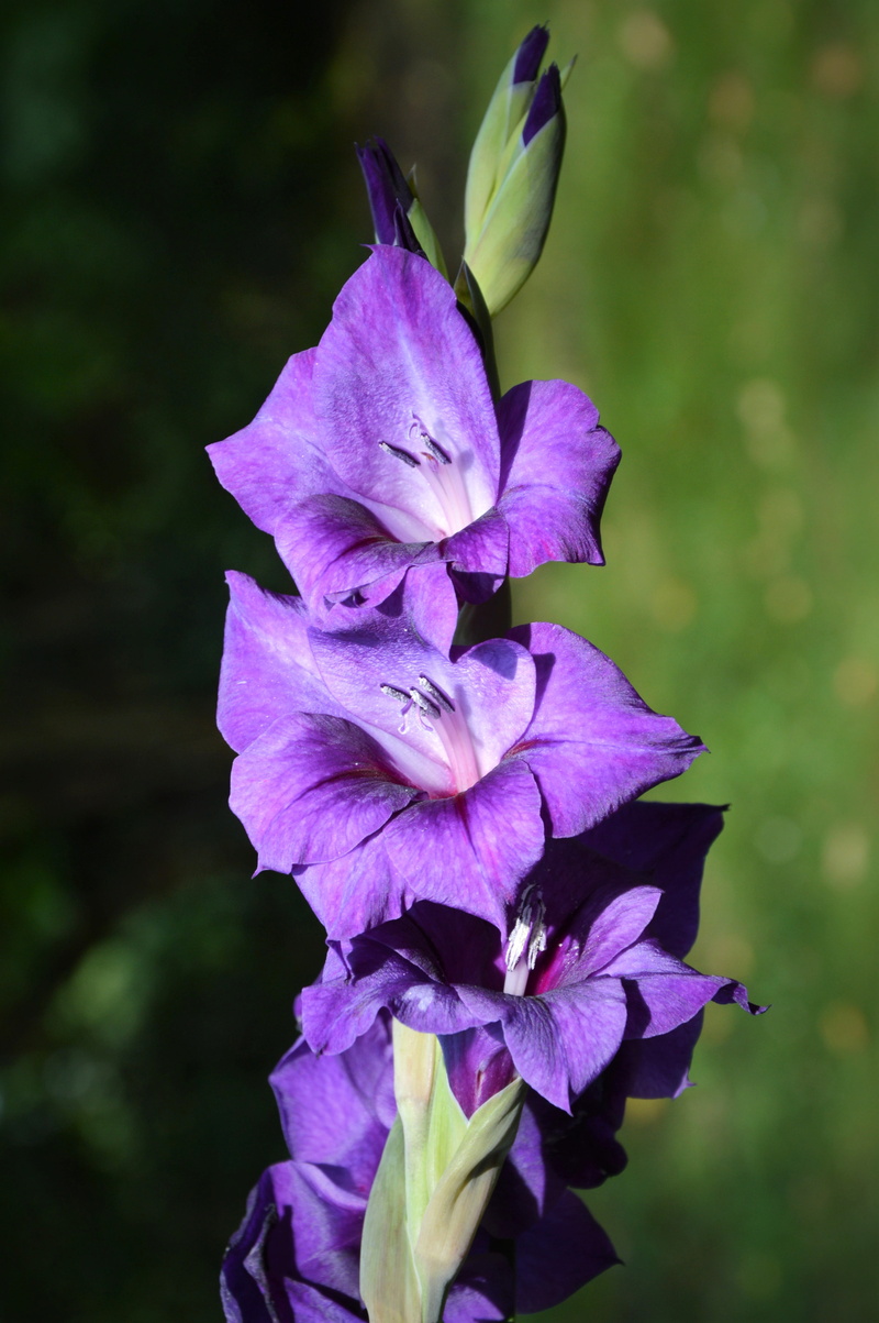 flower head, gladiolus, plant, photography, 5K, nature, petal, fragility, blossom, purple, freshness, inflorescence, iris - plant, sword flower, bloom