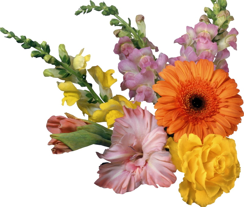 flowering plant, Gladiolus, Flowers, petal, plant, yellow, flower head, inflorescence, freshness, vase, fragility, flower arrangement, no people, white background