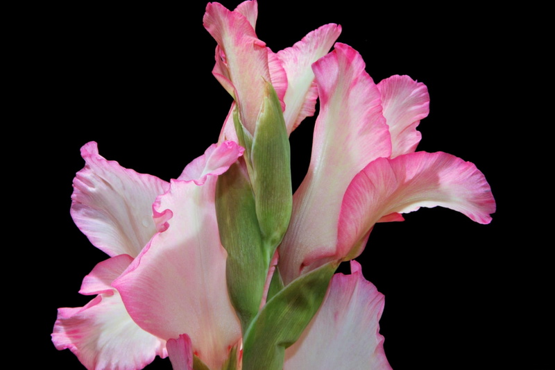 red, inflorescence, gladiolus, indoors, plant, flowering plant, beauty In Nature, freshness, flowers, fragility, botany, 2K, summer, nature, flower, backgrounds