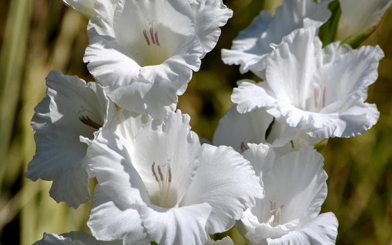 lilies, sword, white, gladiolus, 1080P, 1920x1200, sword lily, flowers