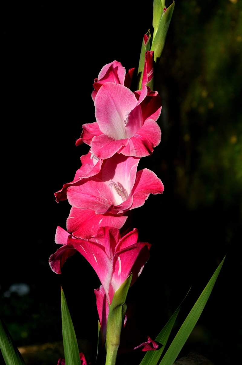 day, no people, plant part, butterfly greenhouse, vulnerability, beauty in nature, sword flower, gladidus, pink color, petal, botany, outdoors, freshness