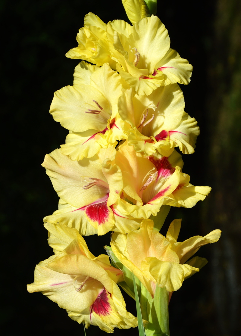 flower arrangement, gladiolus, freshness, plant, inflorescence, day, bouquet, butterfly greenhouse, growth, 4K, focus on foreground, close-up, outdoors