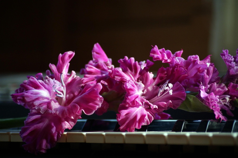keys, nature, pink Color, blossom, freshness, vulnerability, close-up, flower Head, selective focus, piano, indoors, single Flower, inflorescence, plant