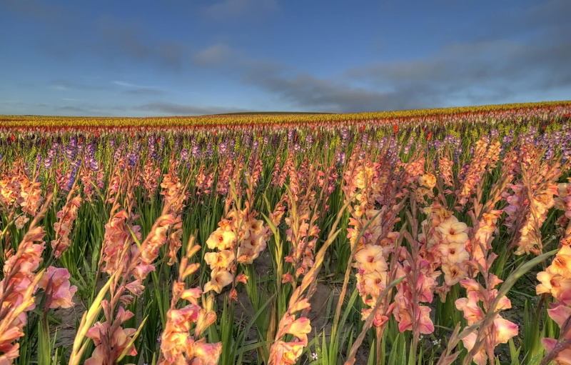 farm, agriculture, grass, springtime, flowerbed, environment, flower Head, no People, plantation, colors, pink, beauty In Nature, red, land, tranquil scene