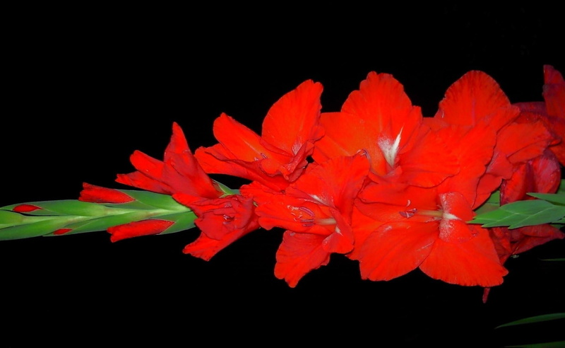 flowers, leaf, autumn, freshness, black Color, season, flowering plant, color Image, indoors, beauty In Nature, multi Colored, red, pollen, fragility, vulnerability