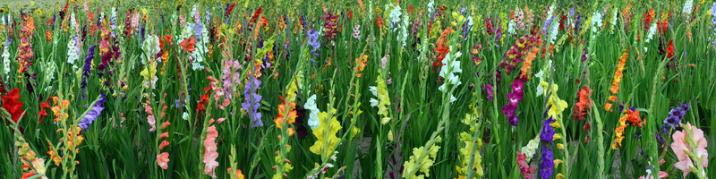 beauty in nature, multi, land, growth, 8K, summer, multi colored, flowering plant, plant, day, flower, backgrounds, close-up, panoramic, decoration, no people