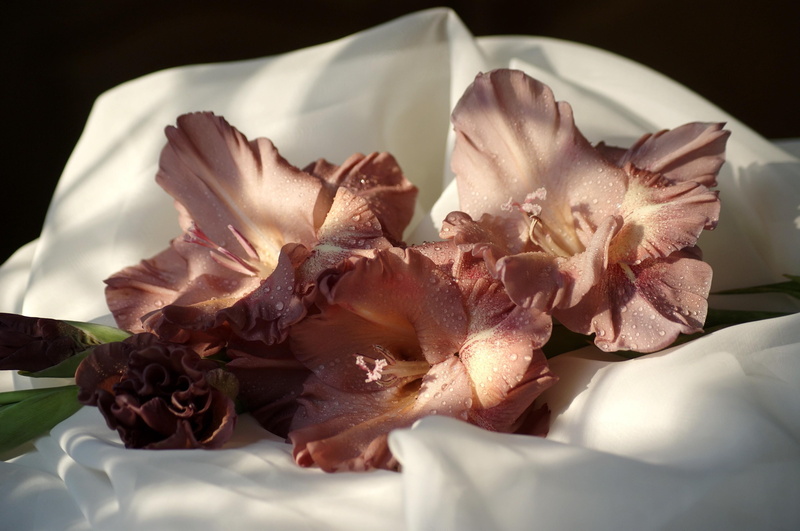 flower arrangement, no People, leaf, freshness, white, rose, flowers, vulnerability, flower, fabric, still life, plant, close-up, wedding, beauty In Nature