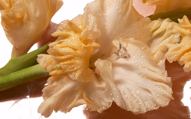 leaf, seafood, gladiolus, plate, chinese food, nature, plant, petaled, studio shot, food and drink, white, freshness, 2K, wellbeing, no People, asian food