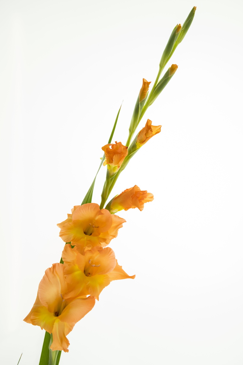 petal, white background, no people, studio shot, flower arrangement, summer flower, bloom, bouquet, flower, indoors, plant stem, close-up, inflorescence