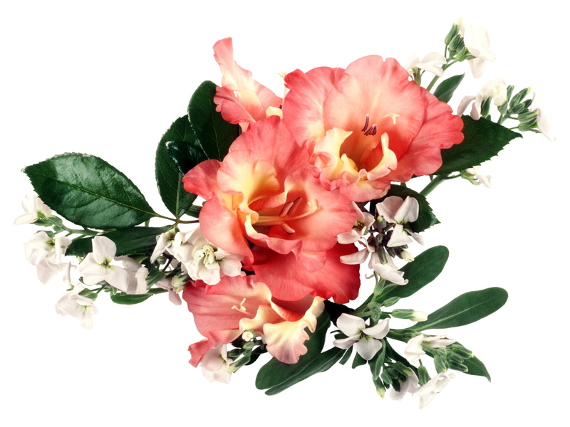 romance, flower, springtime, beauty In Nature, gladiolus, vulnerability, rose - Flower, indoors, pink Color, white Background, no People, flowering plant