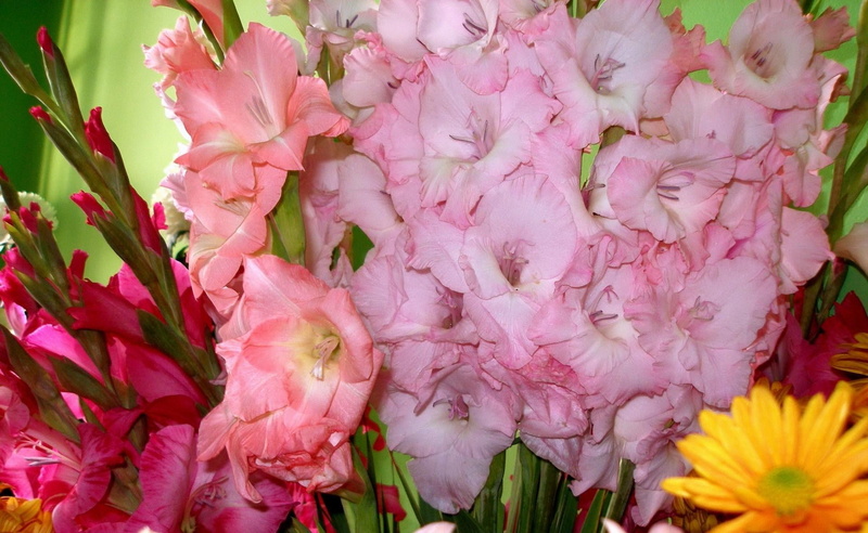 gladiolus, 1080P, plant, springtime, softness, tulip, different, freshness, blossom, multi Colored, season, flowerbed, flower Head, botany, gift, summer