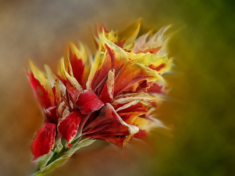 green, flower head, close-up, nature, vulnerability, flowering plant, color, outdoors, sepal, inflorescence, beauty in nature, flora, selective focus, spring