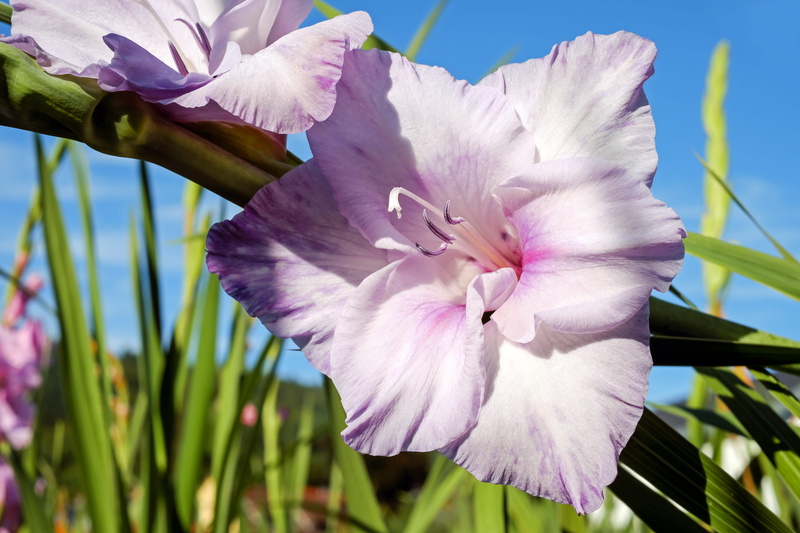 4K, beautiful, petal, gladiola, freshness, bloom, white, plant, field, bright, nature, fragility, flowering plant, iris - plant, summer flower, colorful