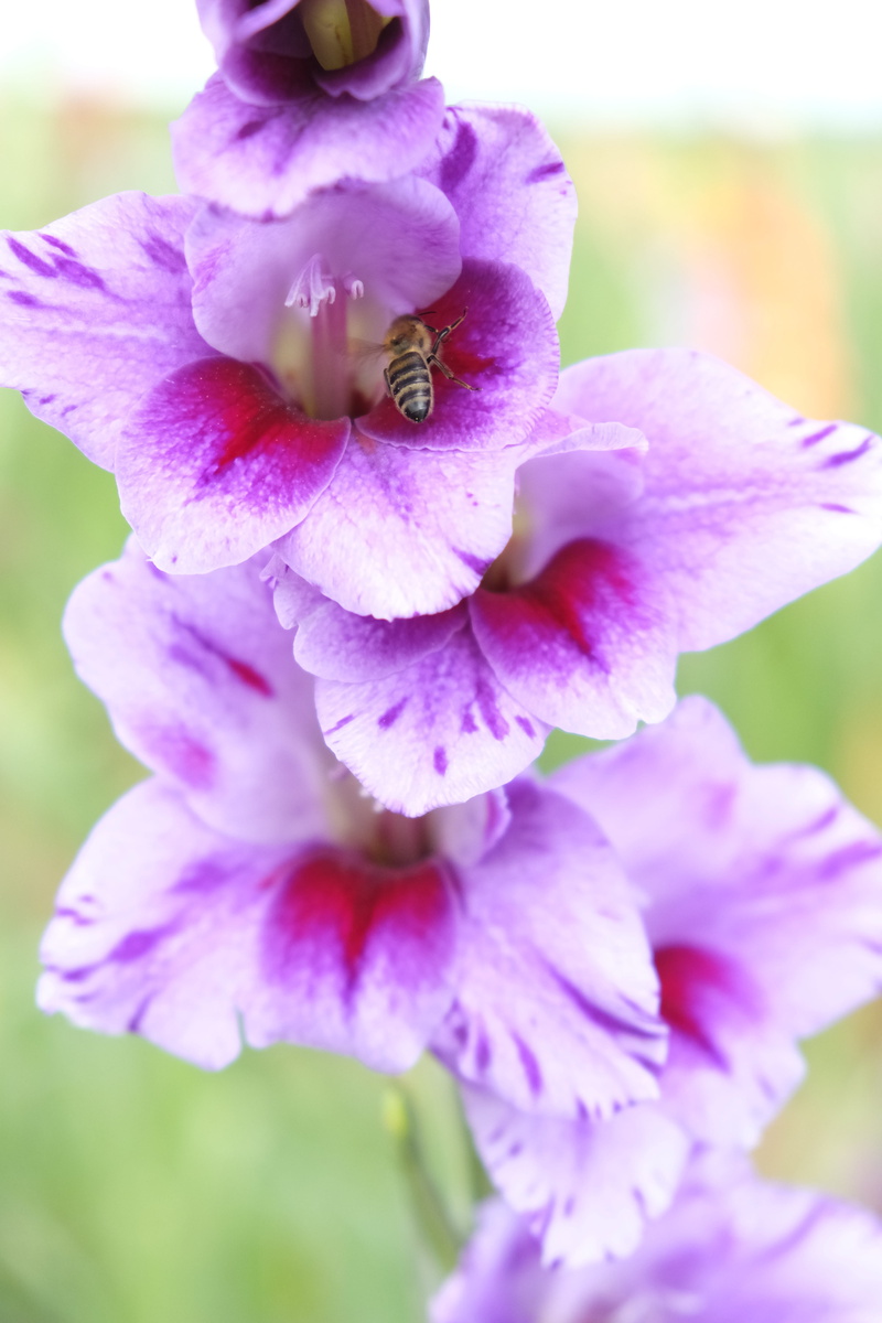 pink color, 5K, growth, vulnerability, freshness, day, beauty in nature, map, bloom, no people, inflorescence, blossom, close-up, background, petal, greeting card