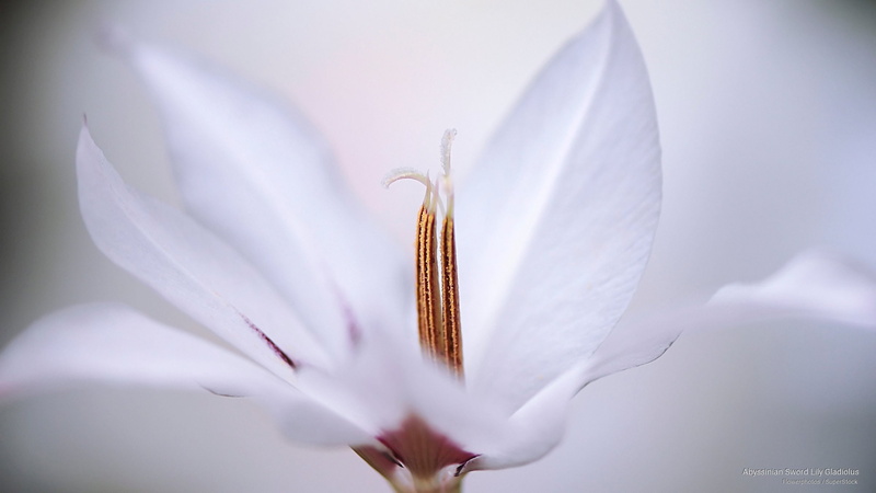 sword, Flowers/Gardens, abyssinian, gladiolus, lily, 2K