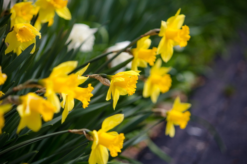 united states, outdoors, flower, petal, nature, daffodil, amaryllidaceae, plant, focus on foreground, lily, 5K, fragility, selective focus, freshness
