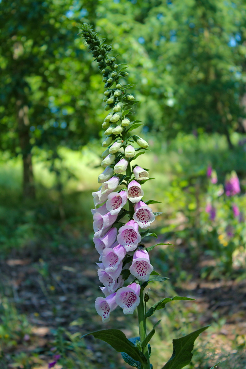 day, focus on foreground, digitalis, dendrological garden, flower head, petal, nature, czech republic, 5K, lupin, prague, petaled, beauty in nature, bud