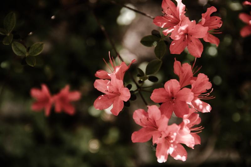 vulnerability, no people, nature, day, 2K, geranium, blur, inflorescence, pink, spring, bunch of flowers, focus, petal, fragility, botany, flora, gladiolus