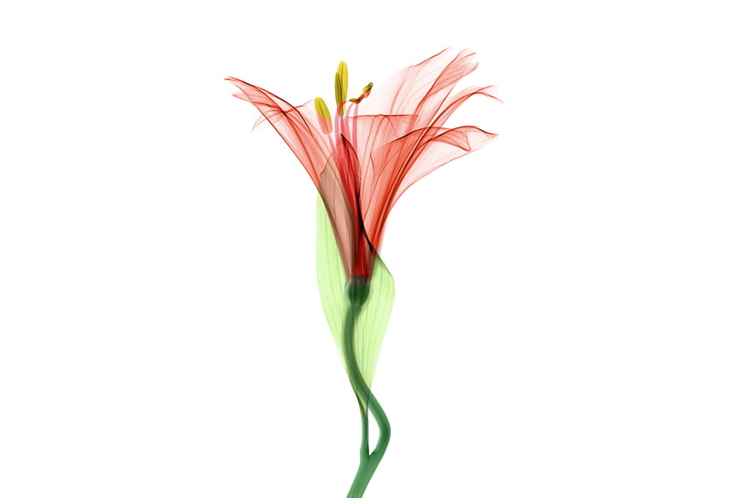 flower head, crocus, lily, freshness, green color, nature, new jersey institute of technology, no people, iris, united states, red, beauty in nature, flower arrangement