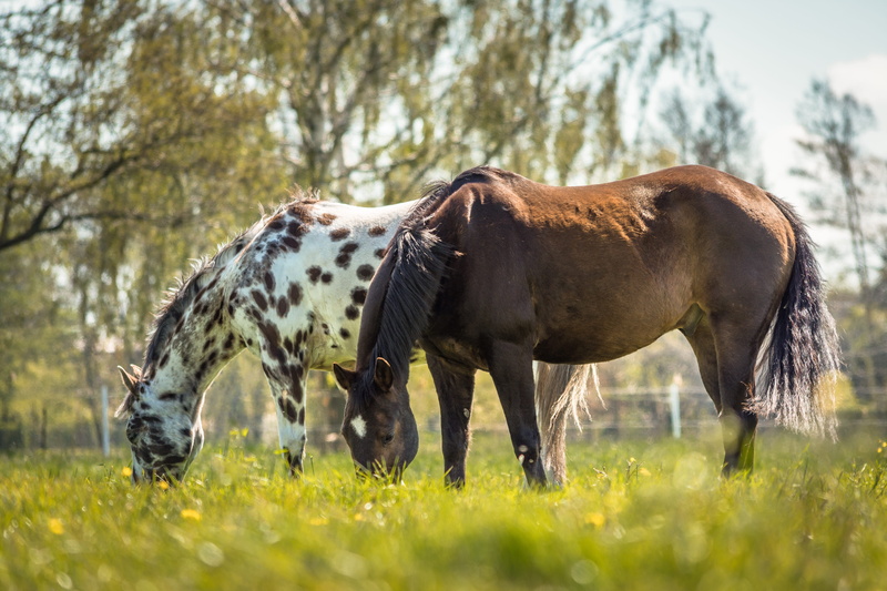 horse, side view, meadow, nature, livestock, paddock, no people, 5K, appaloosa, pasture, animal themes, domestic animals, grass, white horse, animal, one animal