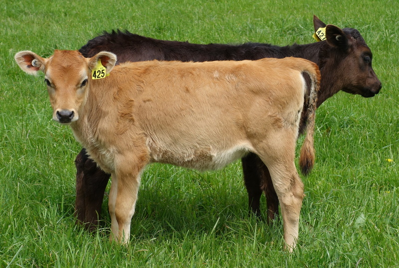 animal themes, standing, grass, outdoors, pasture, field, young animal, farm, no people, agriculture, animal family, paddock, calves, domestic, domestic animals
