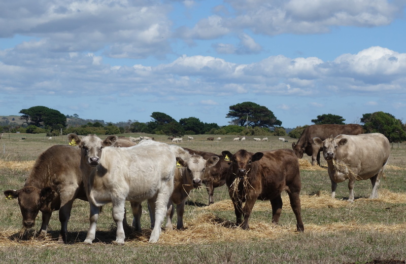 nature, murray, 2K, grey, pets, no people, field, farm, group of animals, land, cows, eating, vertebrate, environment, cloud - sky, tasmania, animal themes