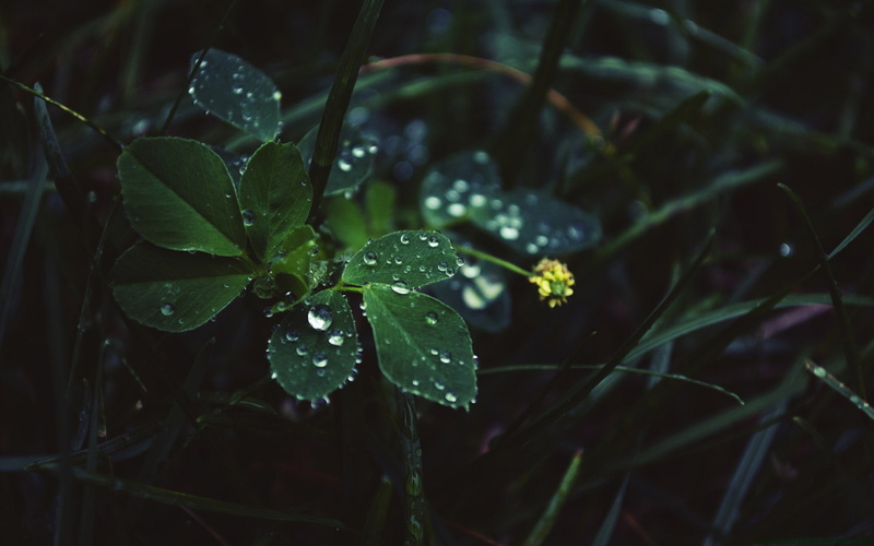 720P, leaves, leaf, nature, green, drop, beads, water, hd