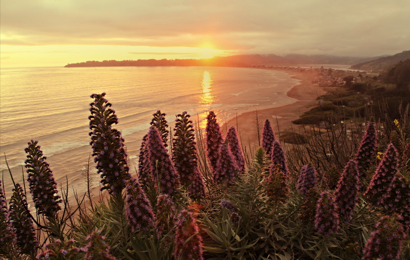 California Dreamin, sea, Sunset, ocean, landscape, Pacific Coast Highway, flowers, Pride, view, scenics, coastline, red, 4K, Madeira, nature, Stinson Beach