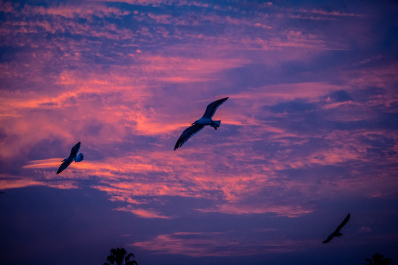 mid-air, california dreaming, cloud - sky, california, animal, good morning, seagulls, ominous, no people, nature, vertebrate, flying, sunset, animals in the wild